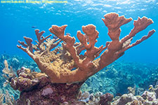 elkhorn coral